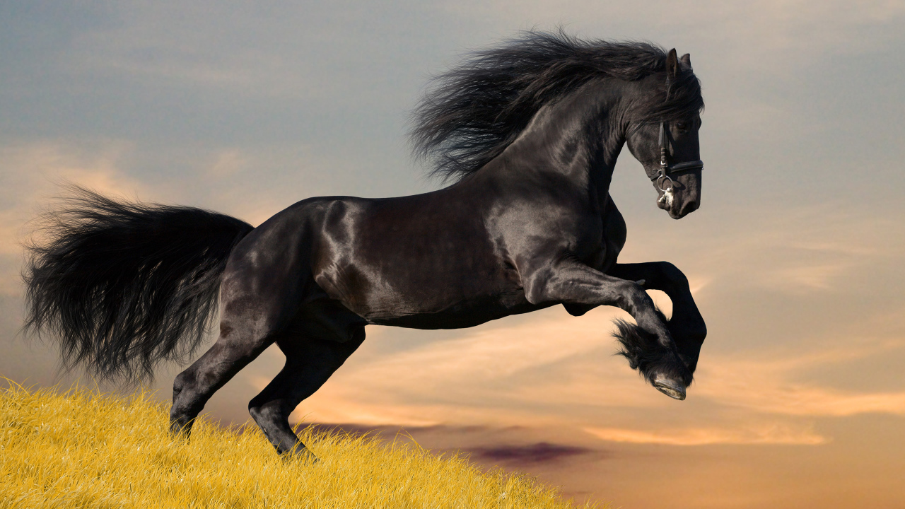 Black mustang horse