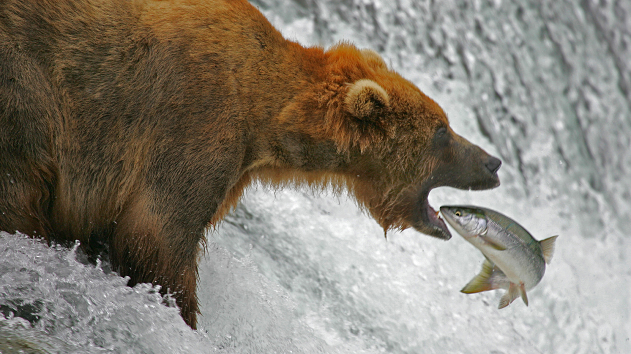 Медведь ловит рыбу лосося