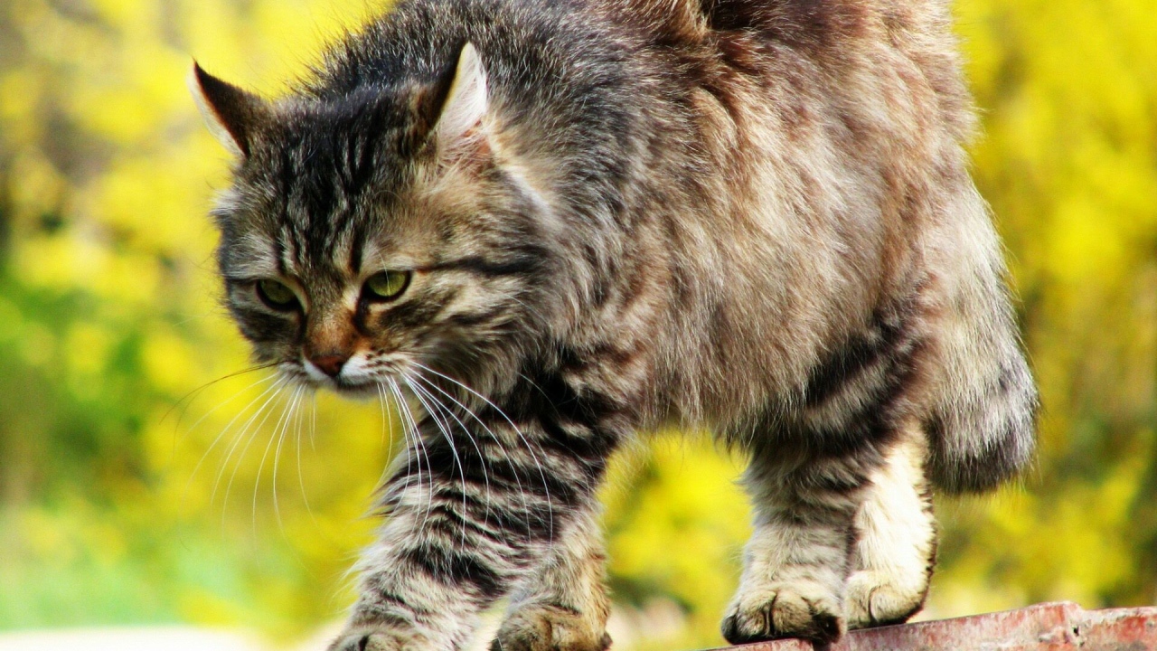 Красивый серьёзный сибирский кот