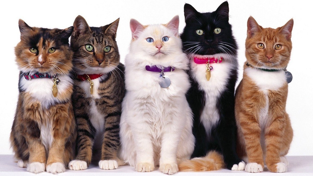 Конкурс красоты кошек