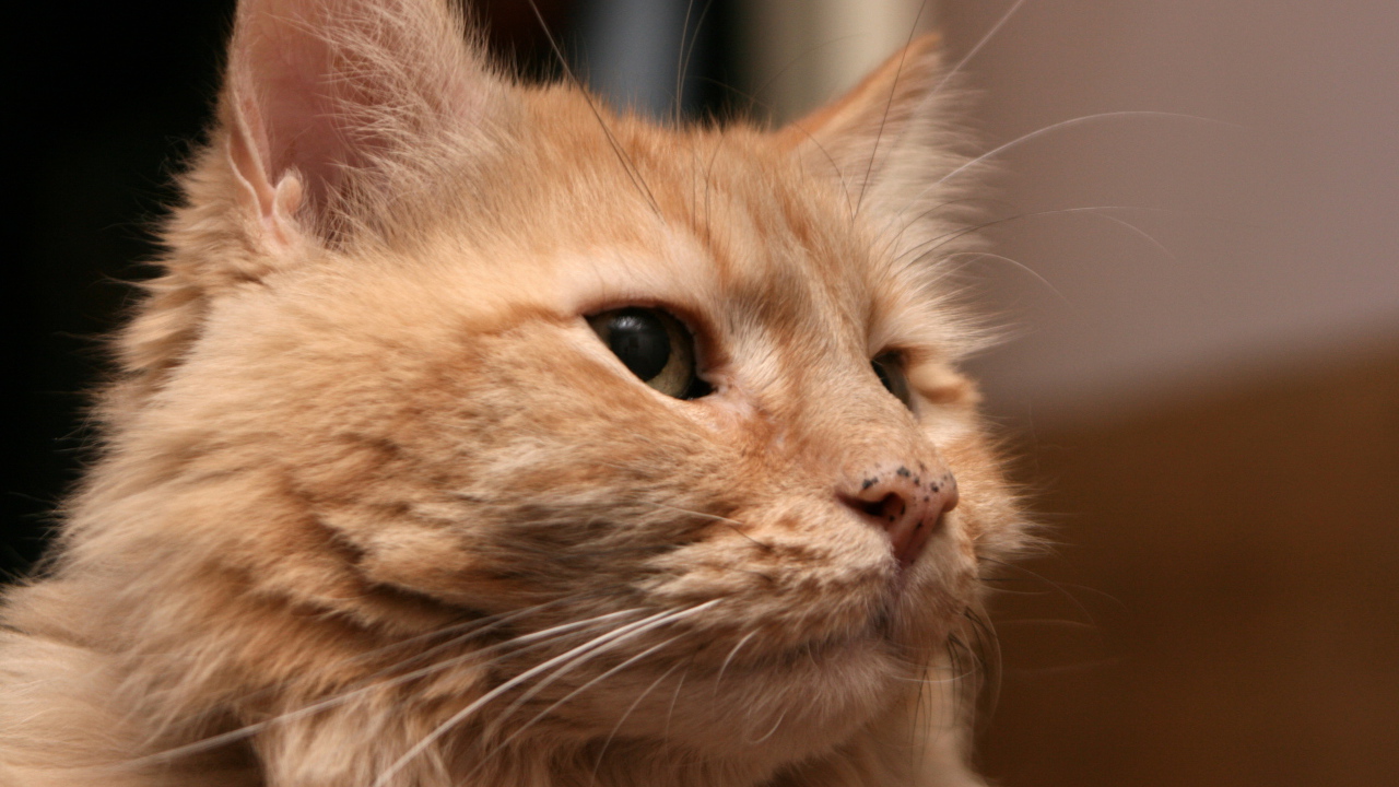 Рыжий взрослый кот мейн-кун