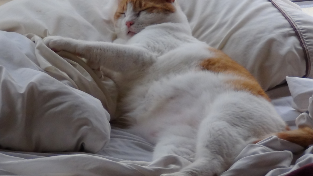Спящий толстый котик