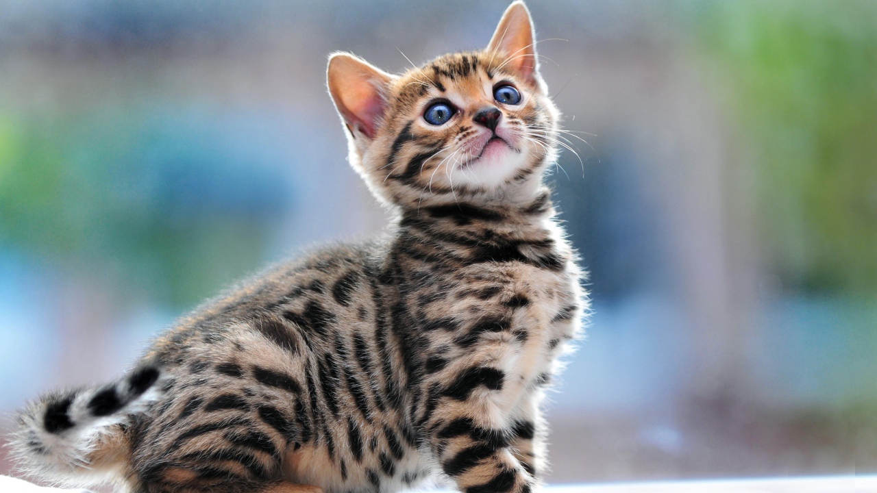 Small beautiful Bengal cat saw something
