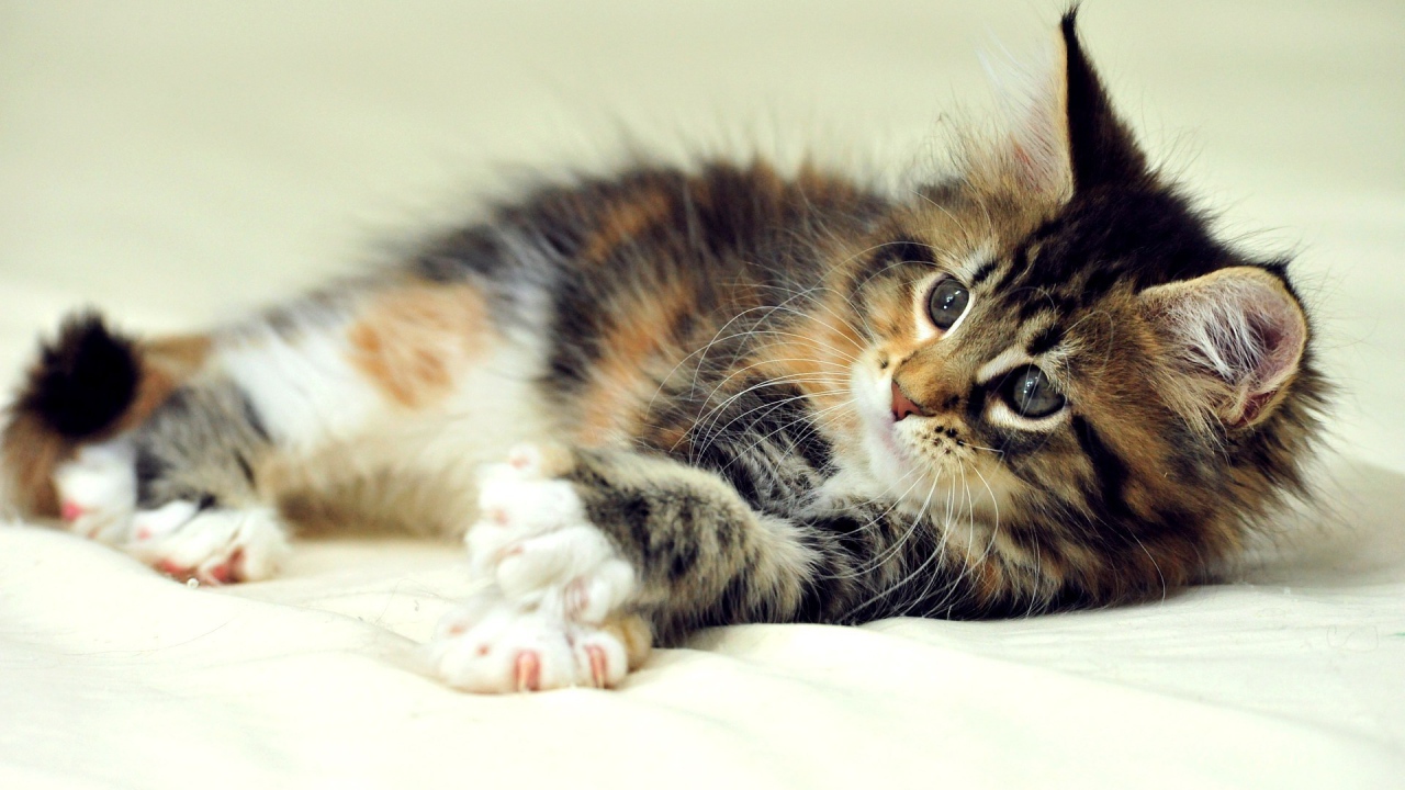 Маленький симпатичный кот мейн-кун