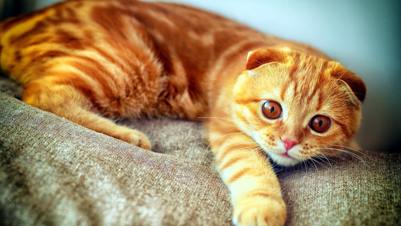 Рыжий кот с полосками