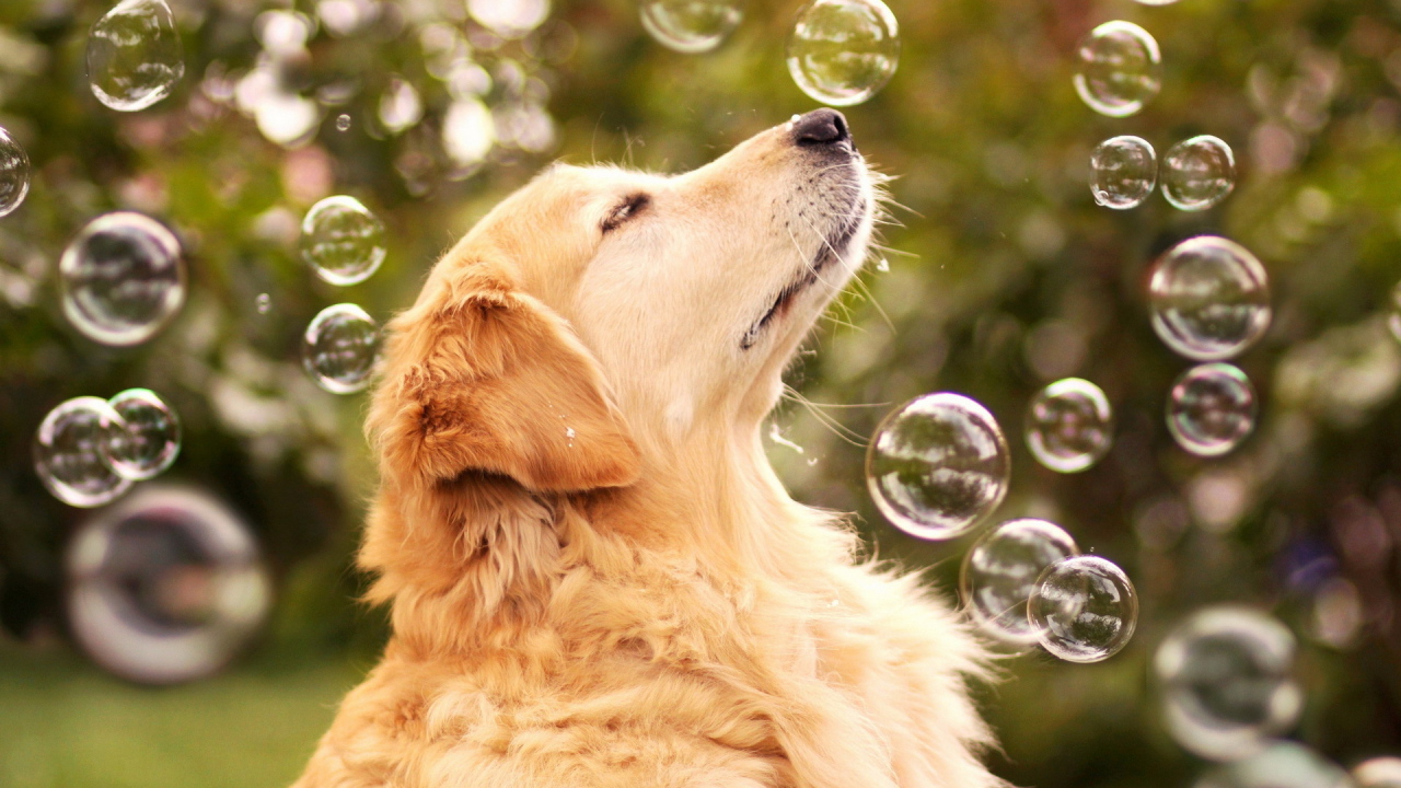Собака ловит мыльные пузыри