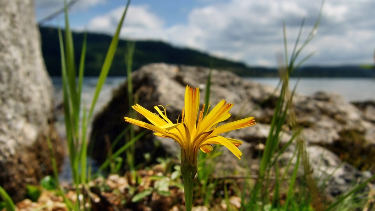 Желтый цветок на берегу