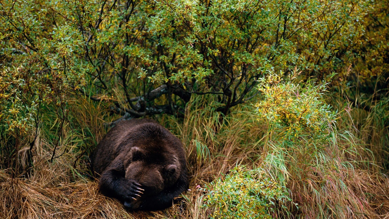 Медведь спит в траве
