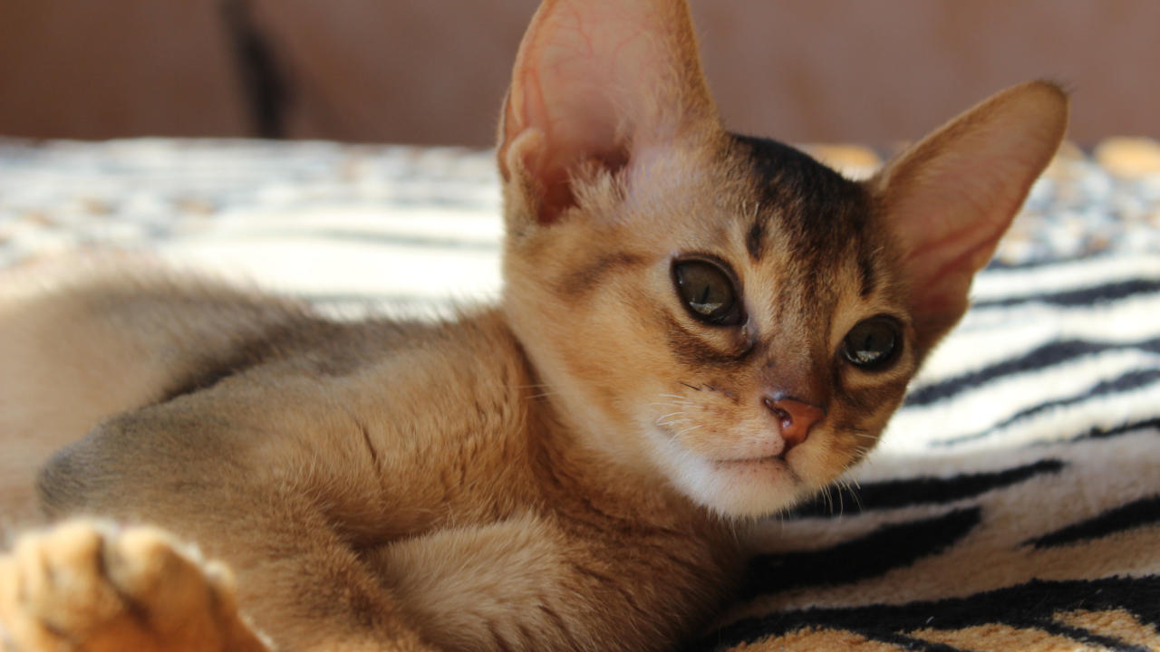 Котенок породы абиссинская кошка