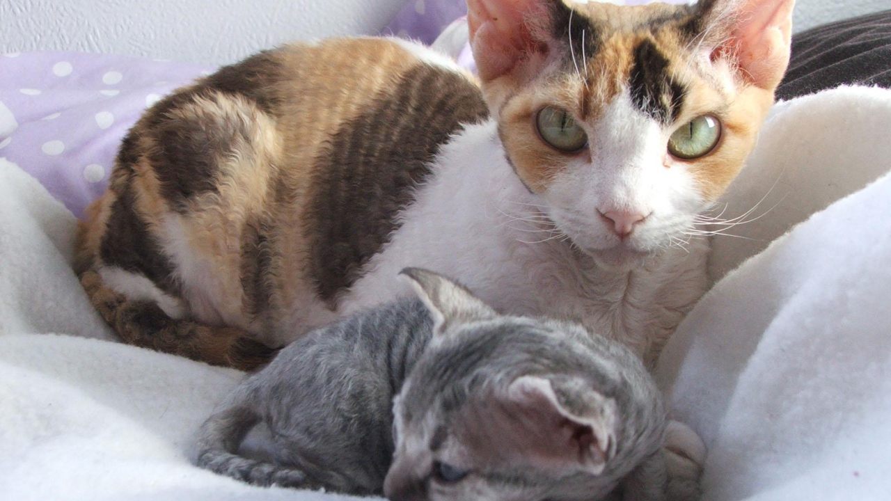 Мама девон-рекс с котенком