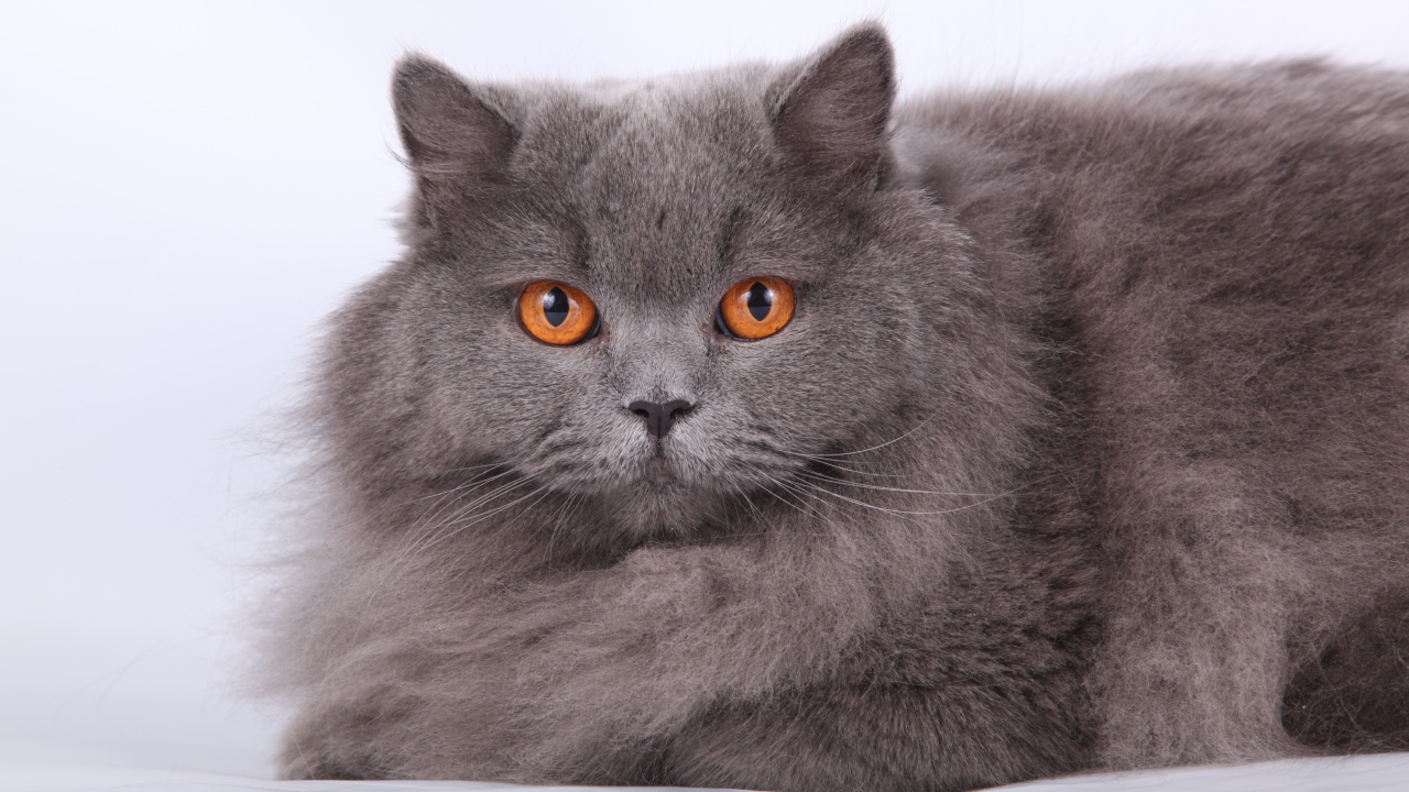 Оранжевые глаза британской длинношерстной кошки