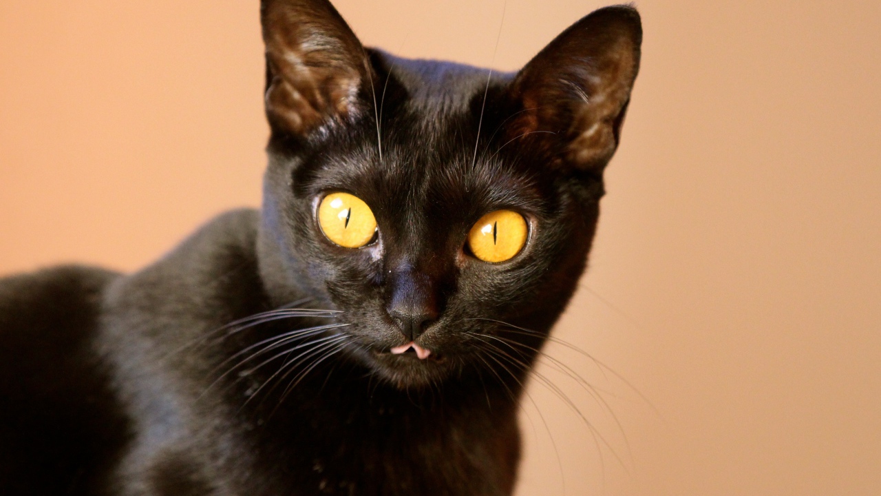 Желтые глаза у бомбейской кошки