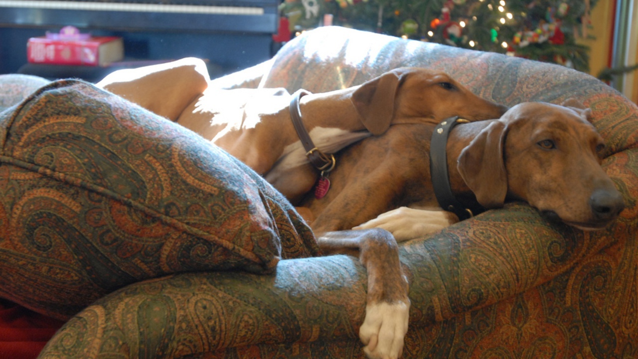 Собаки азавак на диване