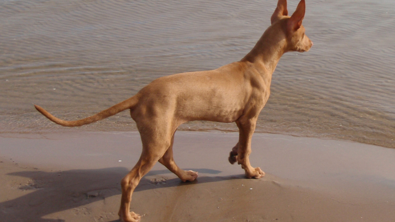 Фараонова собака у воды
