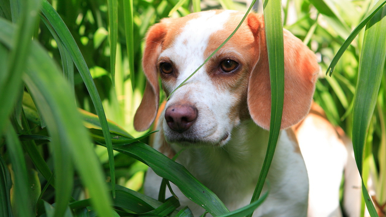 Собака в зеленой траве