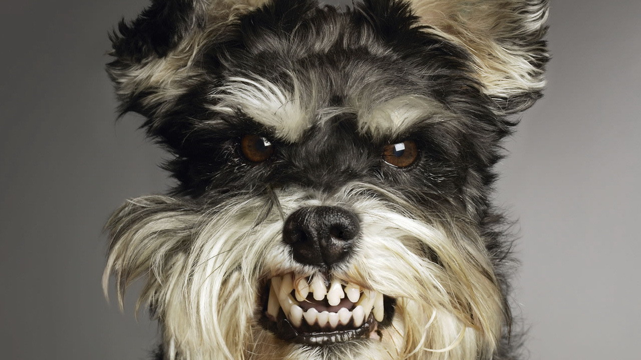 Собака показывает зубы