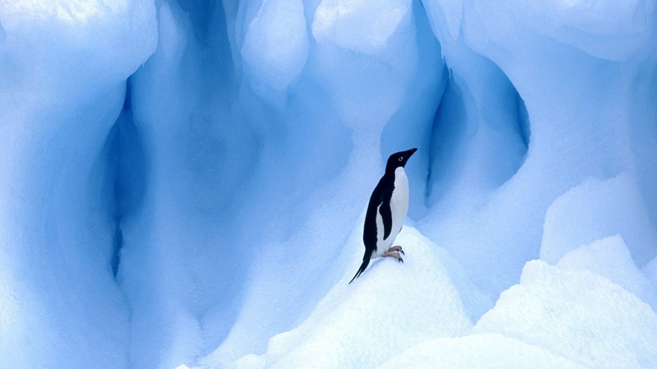 Одинокий пингвин на льдине