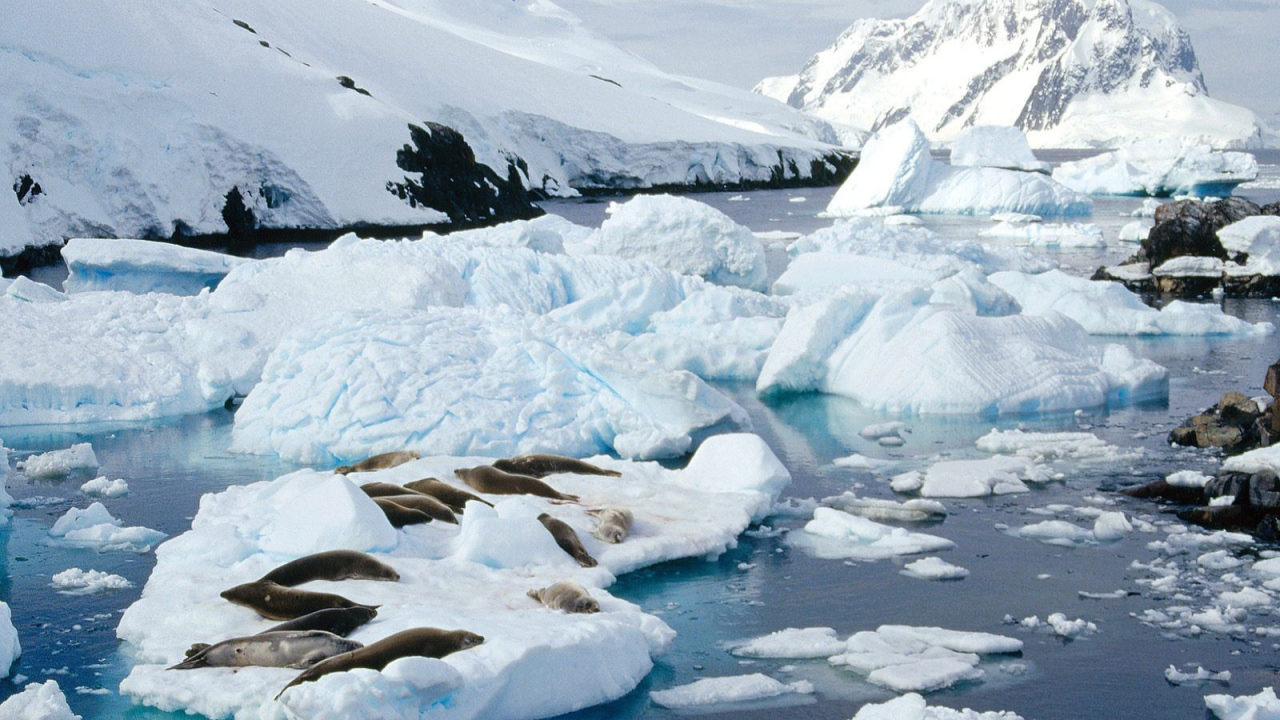 Тюлени лежат на льдине