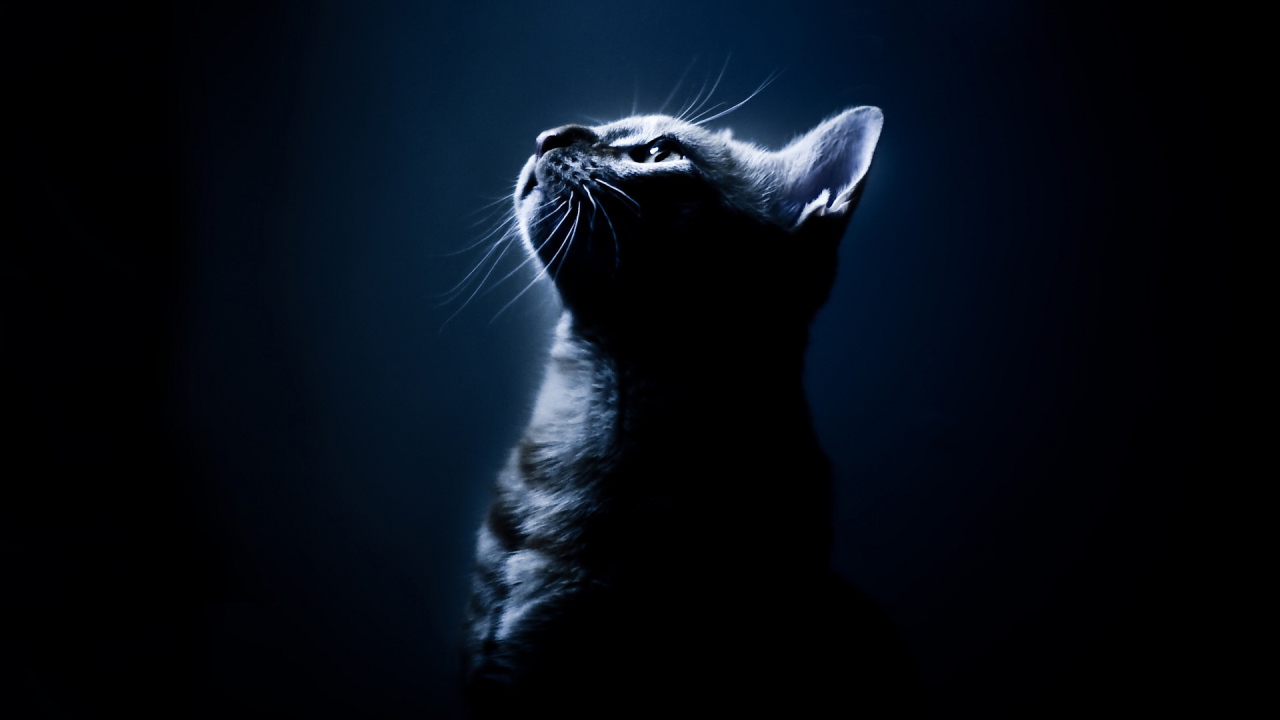 Cat on a black background