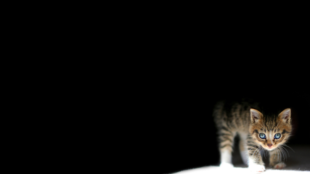 Котенок на черном фоне
