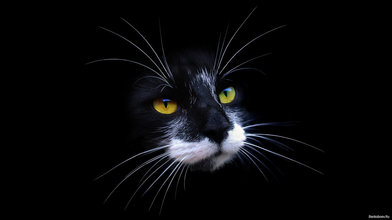 Морда кота на черном фоне