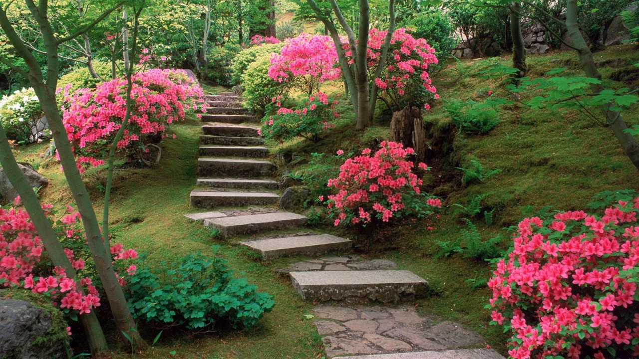 Азалии в японском саду