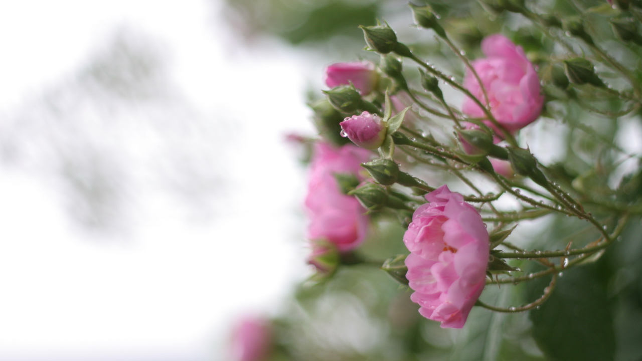 Розовые цветы на кусту