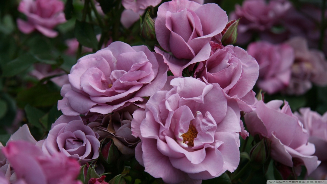 Садовые фиолетовые розы