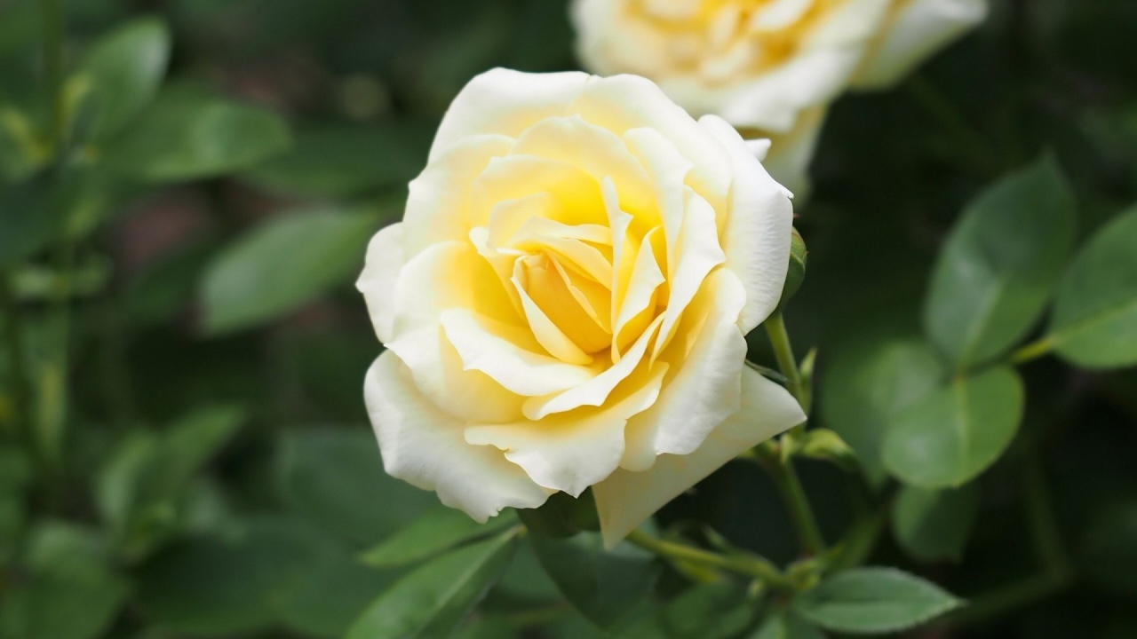 Белые розы в саду