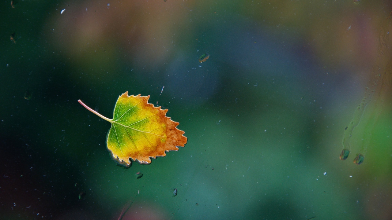 Осенний лист прилип к стеклу