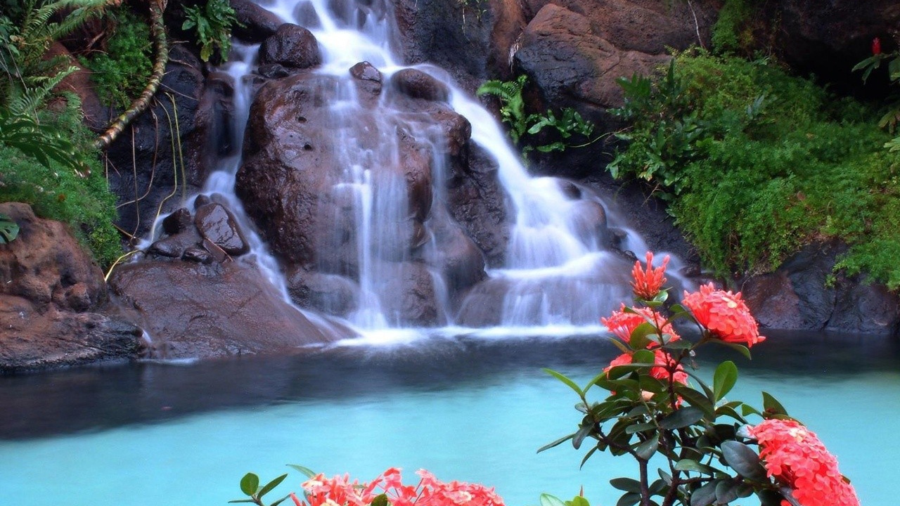 Красные цветы на фоне водопада