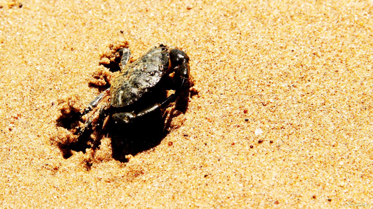 Краб зарывается в песок на пляже