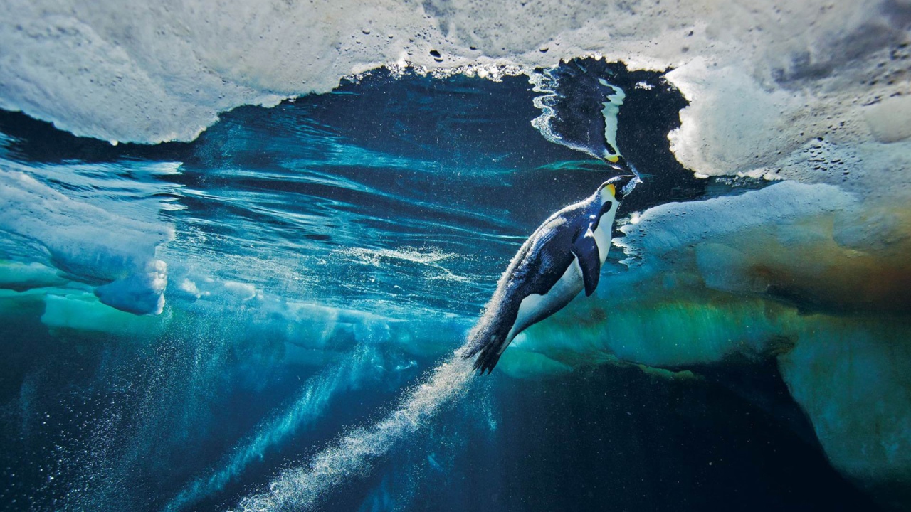 Пингвин плывет к поверхности воды