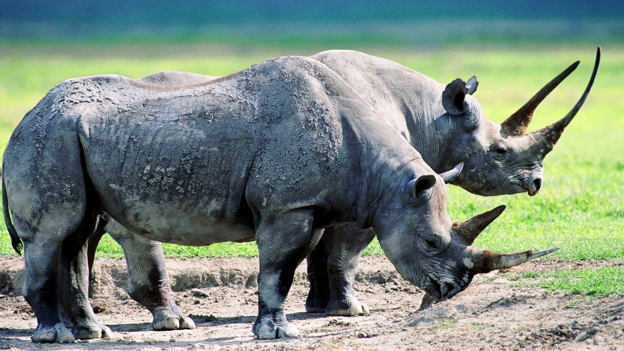 Два старых носорога