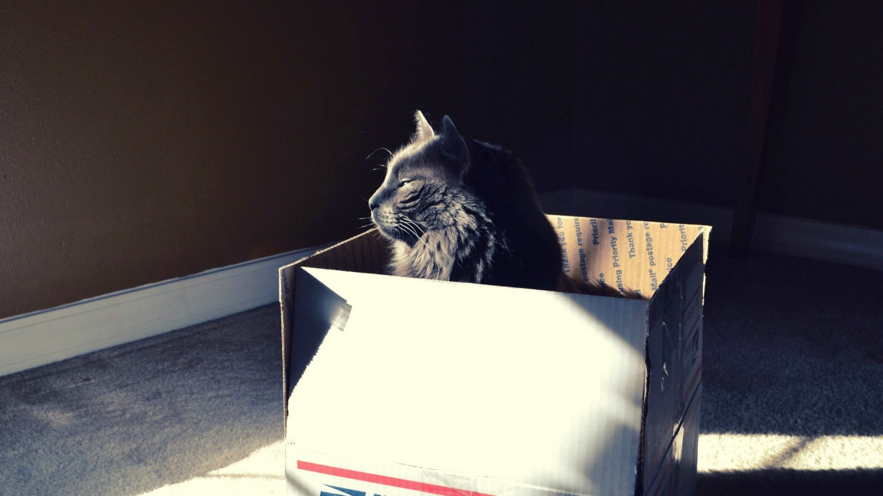 Черный кот в картонной коробке