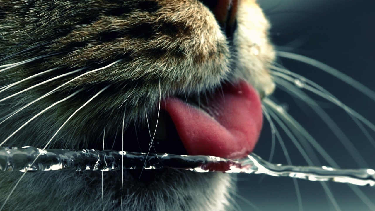 Кот ловит языком струю воды