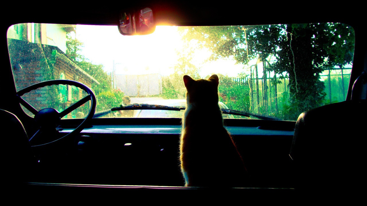 Cat looking at the car windscreen