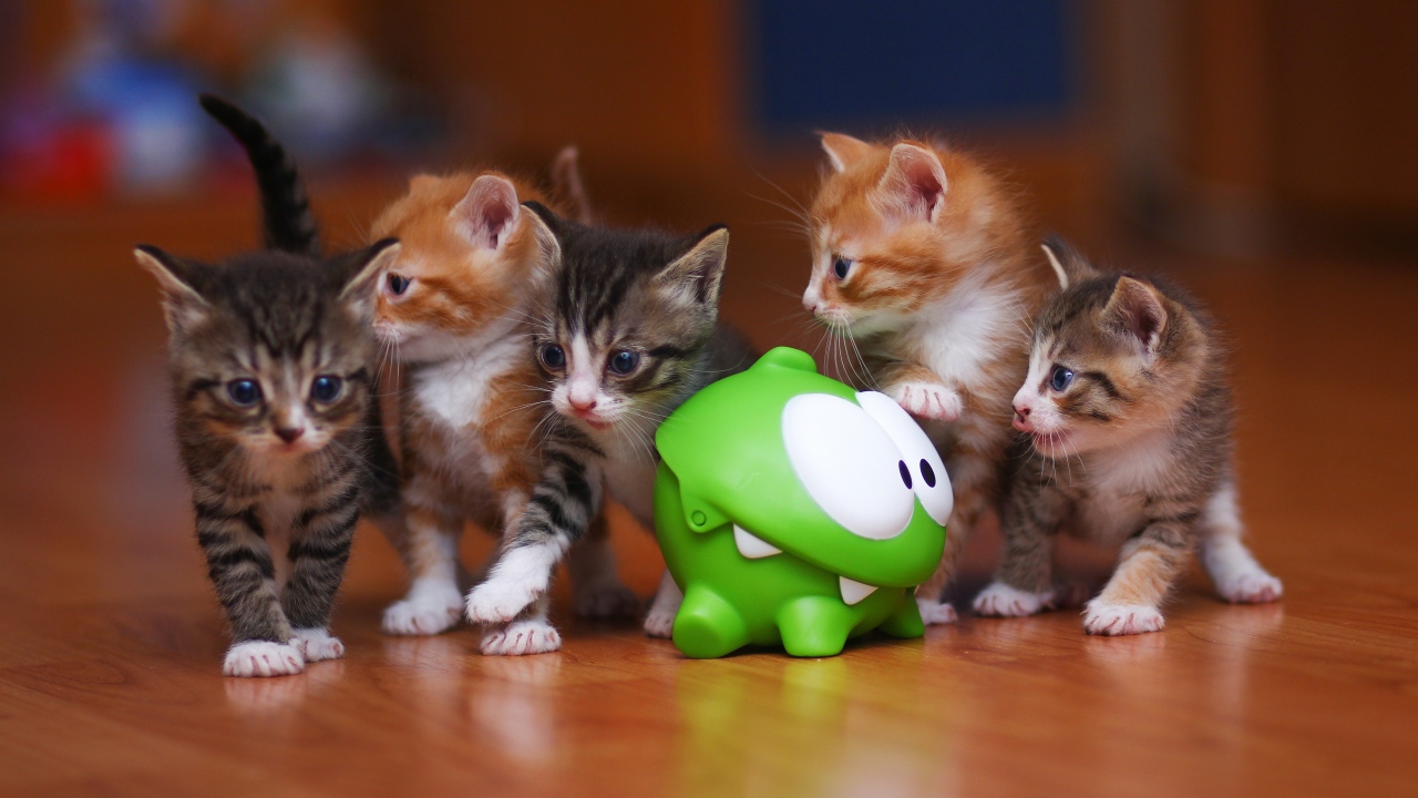 Пять котят с игрушкой