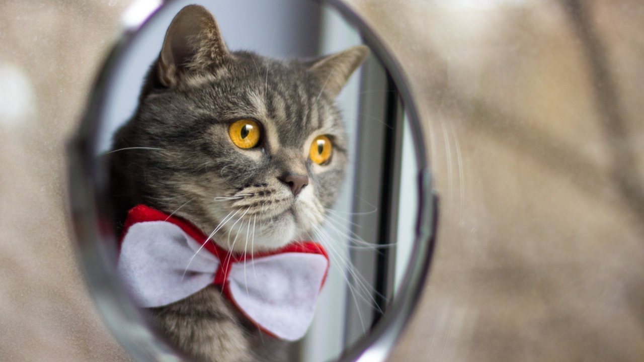 Серый кот в бабочке у зеркала