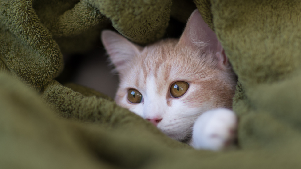 Kitten hiding in the blanket
