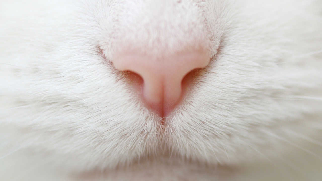 Розовый нос на белой мордочке кота