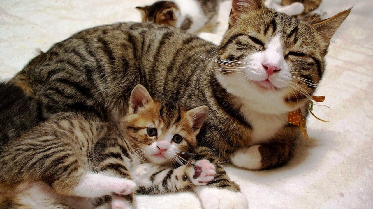 Satisfied cat with a kitten