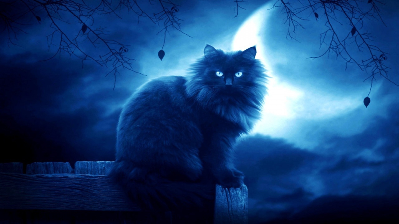 Лохматый черный кот на фоне луны