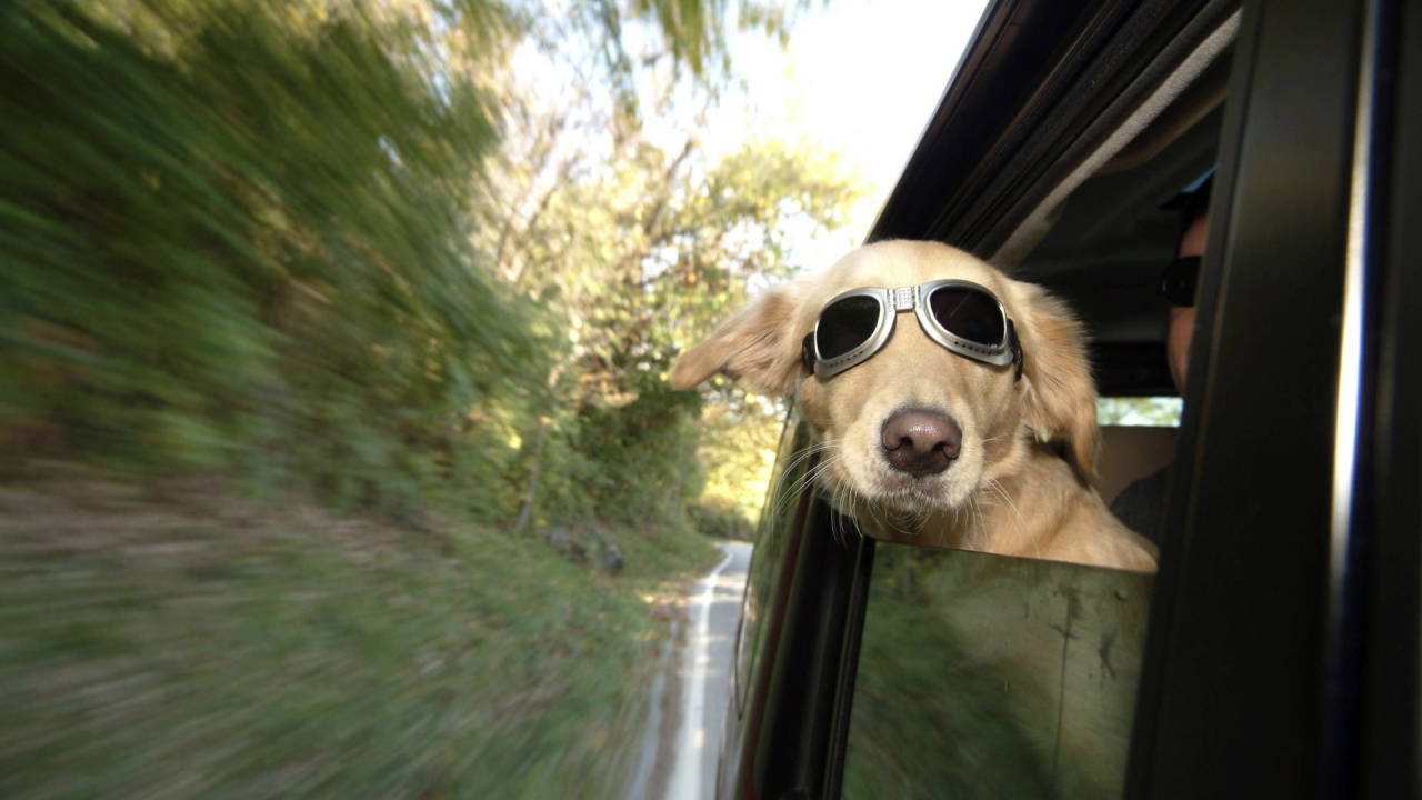 Собака в очках смотрит в окно