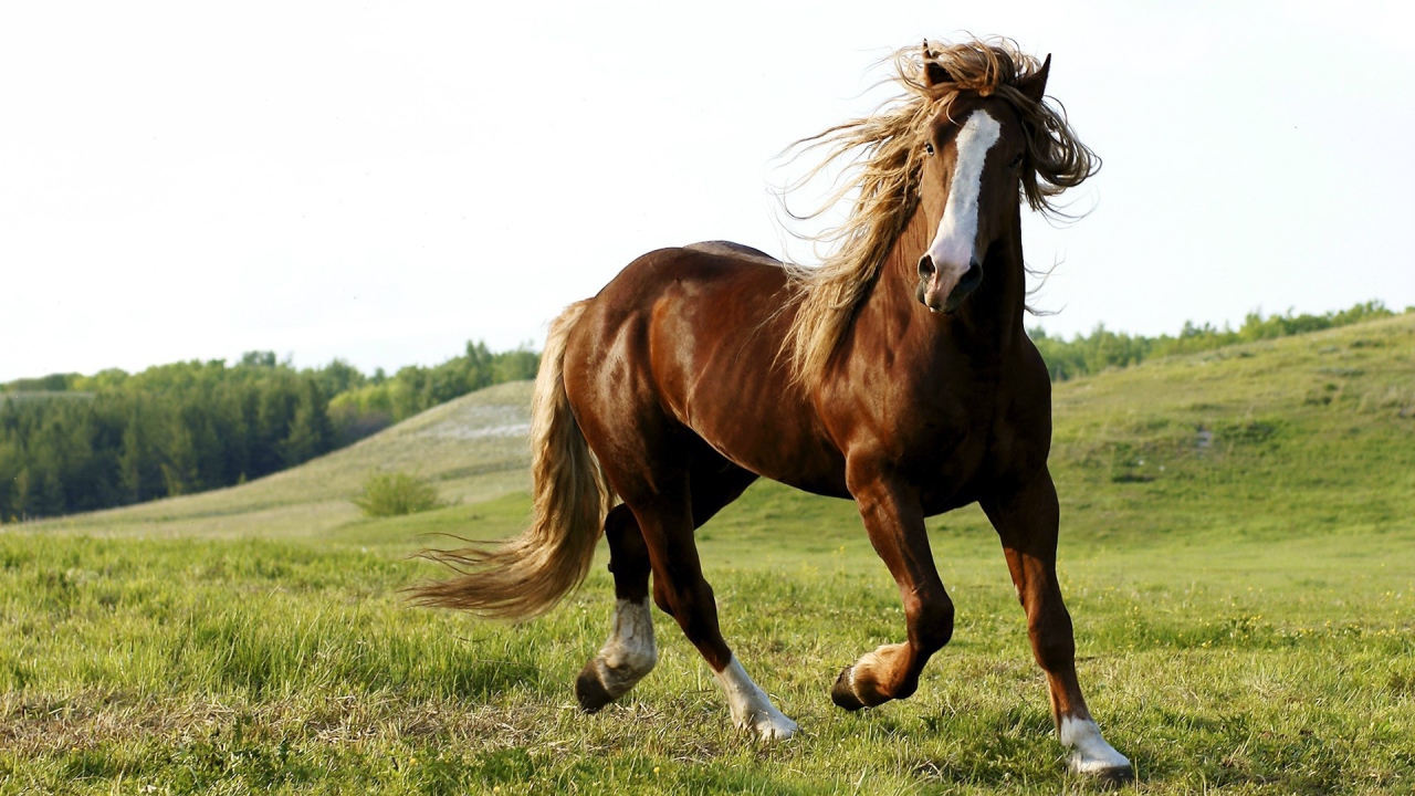 Красота и грация гнедого коня