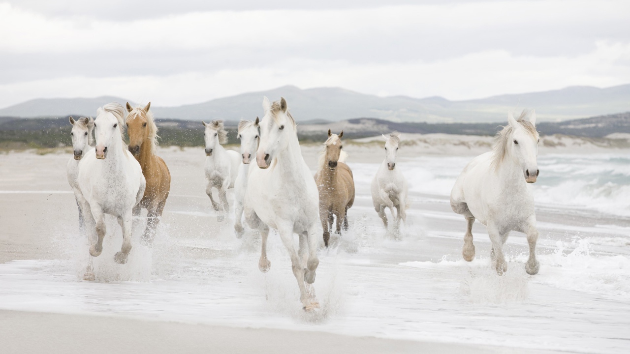 Табун лошадей на берегу