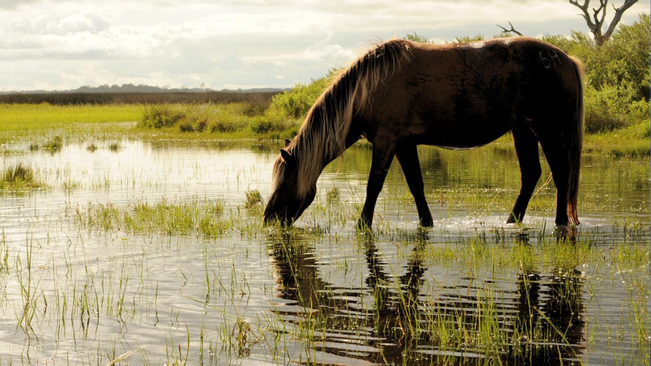 Лошадь пьет воду