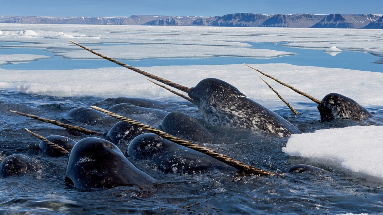 Narwhal in the ice