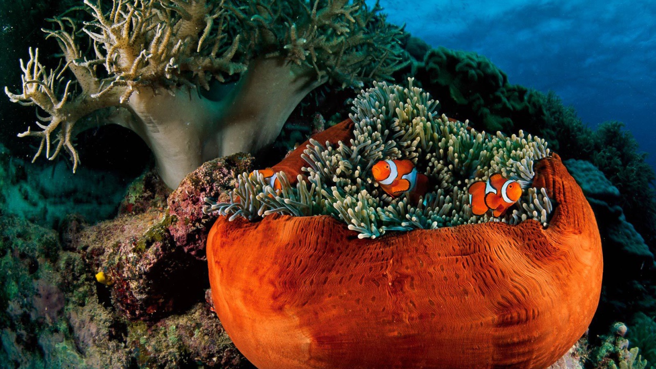 Подводная жизнь на коралловых рифах