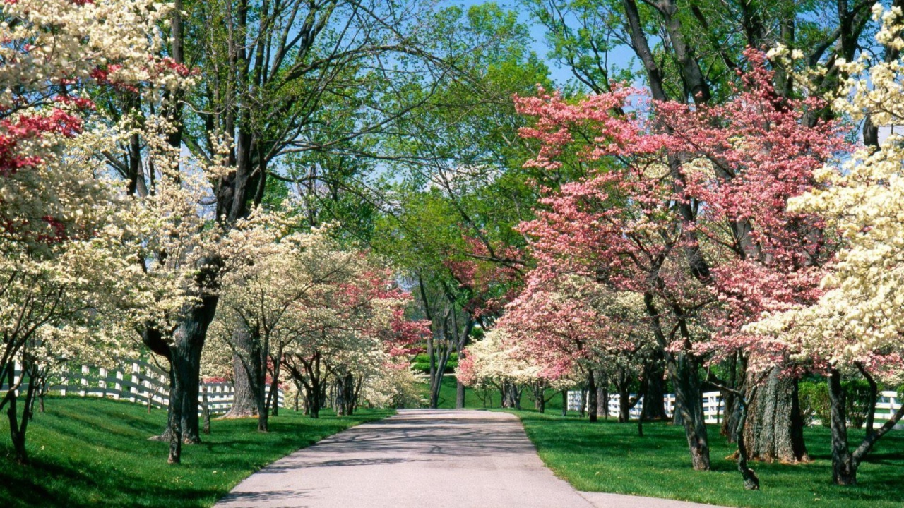Аллея для прогулок в цветущем парке